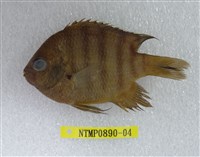 藏品(孟加拉豆娘魚)的圖片